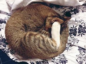 左公子猫密圈最新爆料,揭秘娱乐圈最新动态 第1张 左公子猫密圈最新爆料,揭秘娱乐圈最新动态 第1张